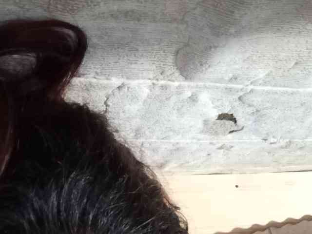 Rainie webcam