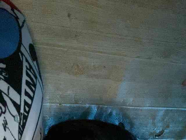Rainie webcam