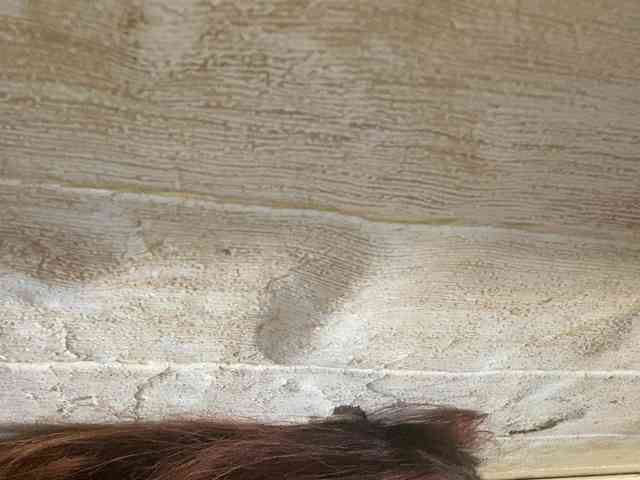 Rainie webcam