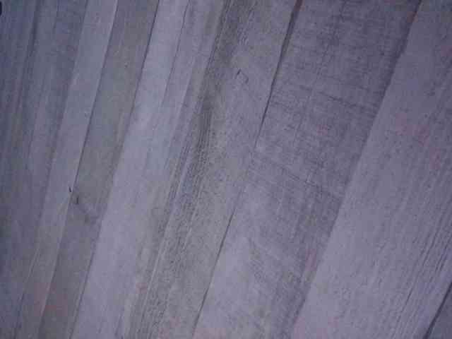 Rainie webcam