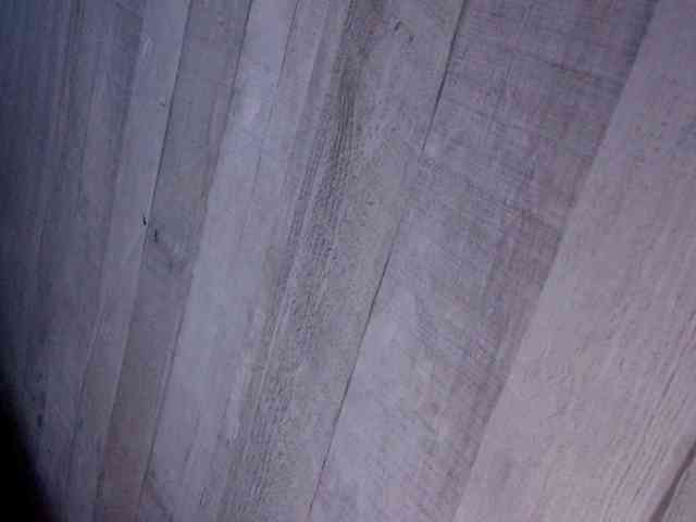 Rainie webcam