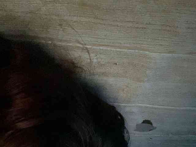 Rainie webcam