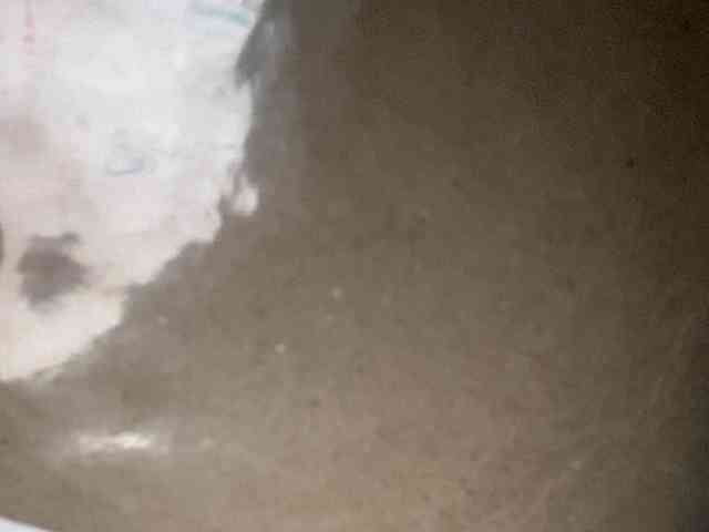 Rainie webcam