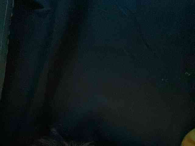 Rainie webcam