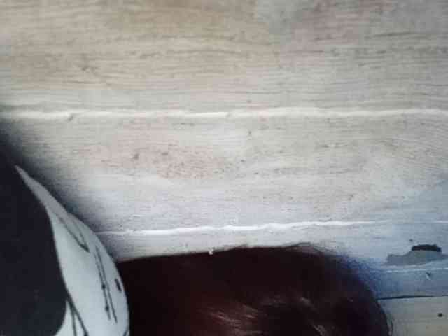 Rainie webcam