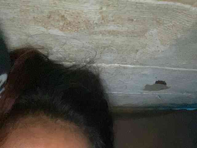 Rainie webcam