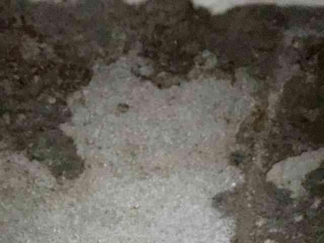 Rainie webcam