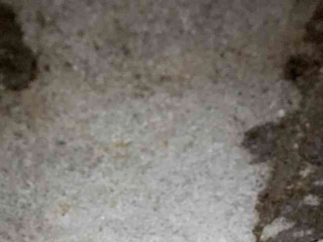 Rainie webcam