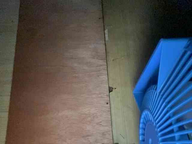 Rainie webcam