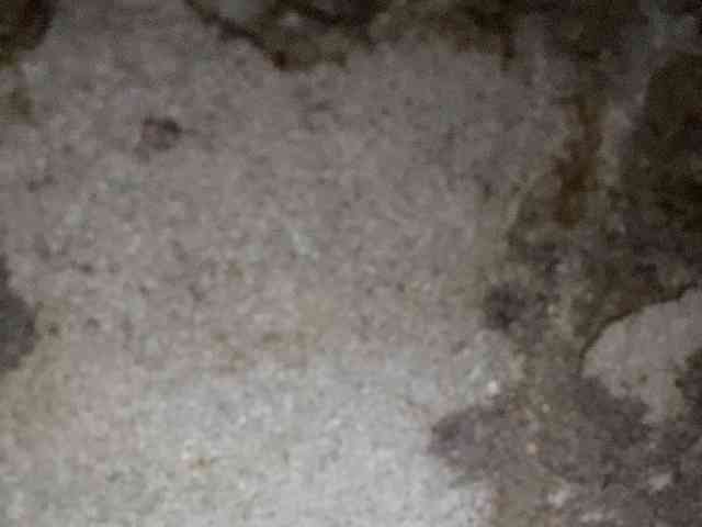 Rainie webcam