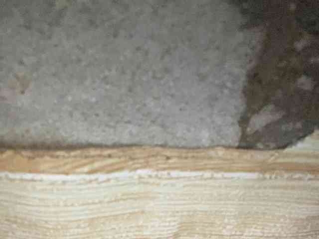 Rainie webcam