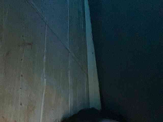 Rainie