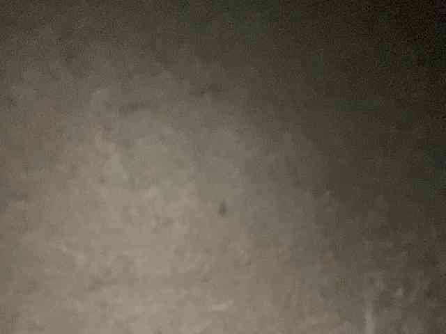 Rainie webcam