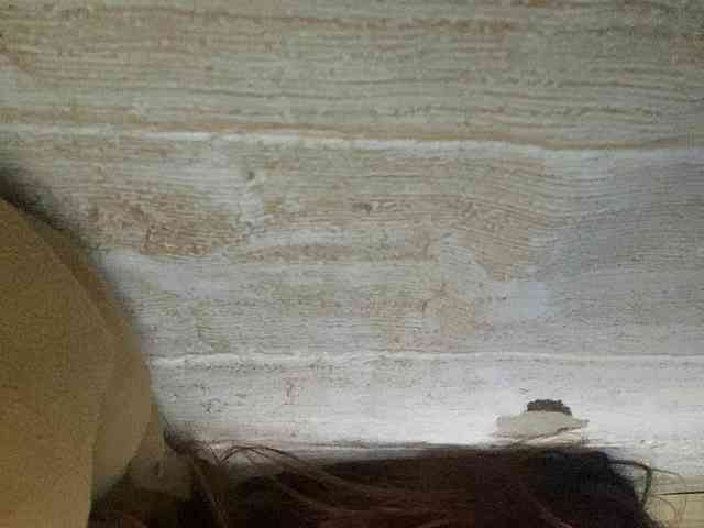 Rainie webcam