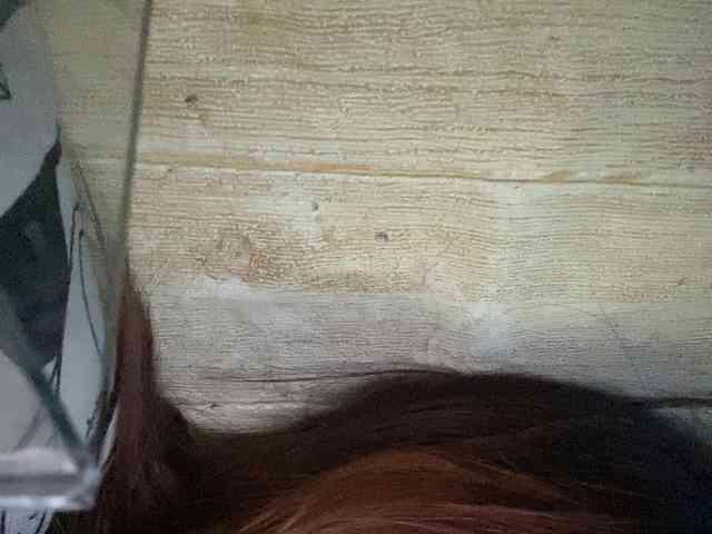 Rainie webcam