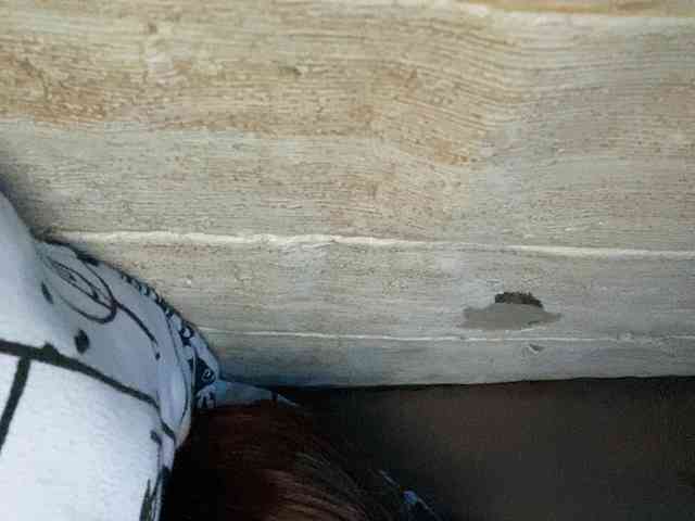 Rainie webcam