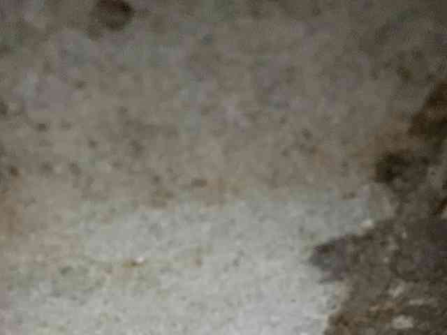 Rainie webcam