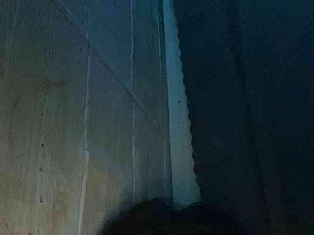 Rainie webcam