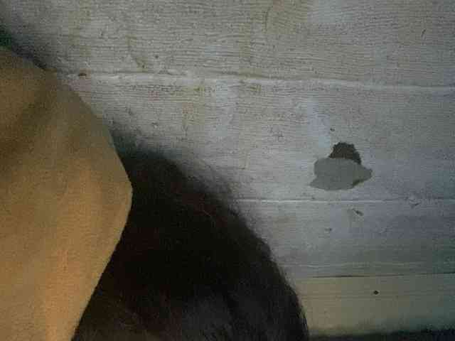 Rainie webcam