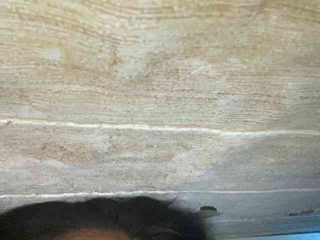 Rainie webcam