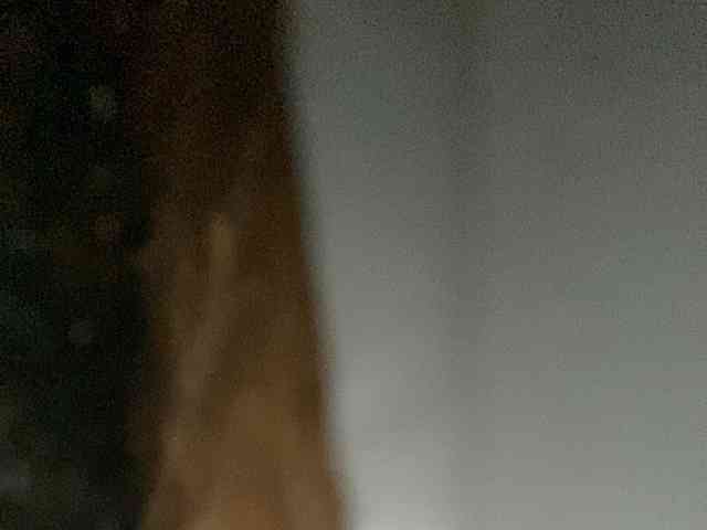 Rainie webcam