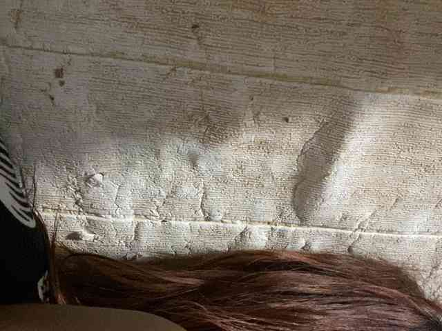 Rainie webcam