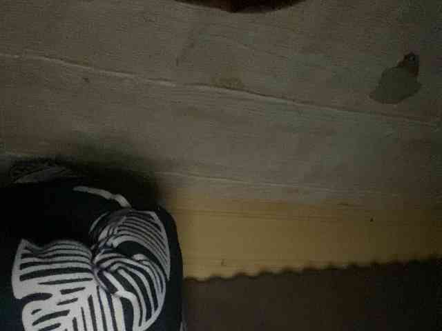 Rainie webcam