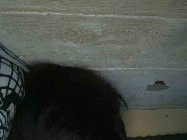 Rainie webcam