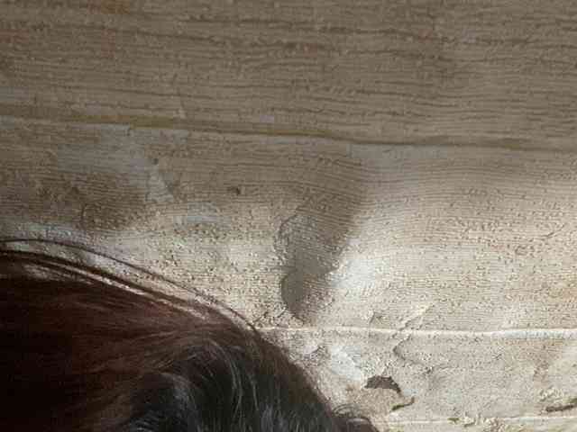 Rainie webcam