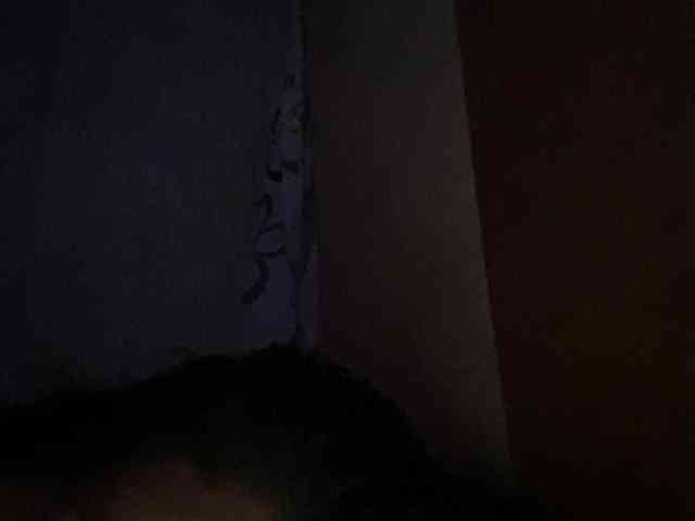 Rainie webcam