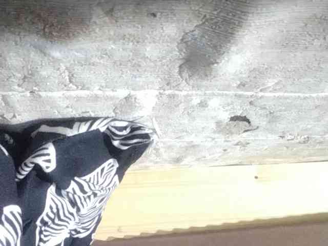 Asiankitties Asiankitties