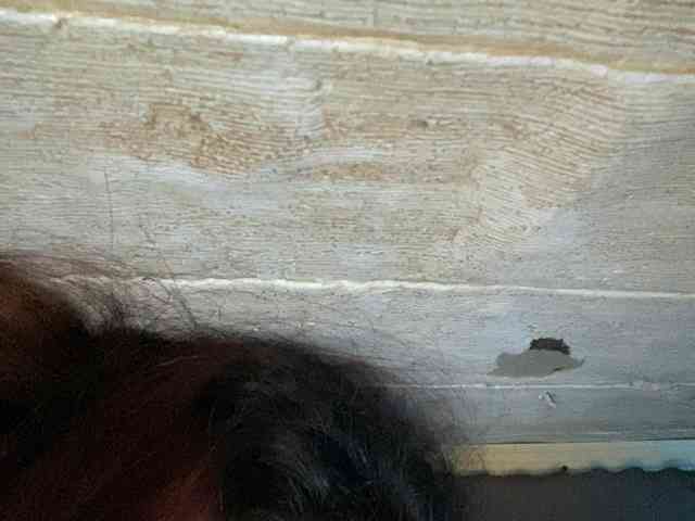 Rainie webcam