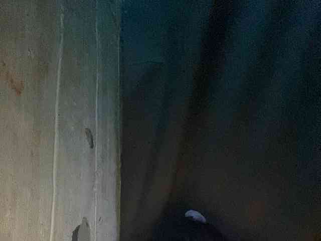 Rainie webcam