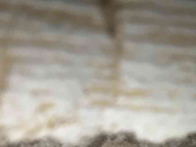Rainie webcam