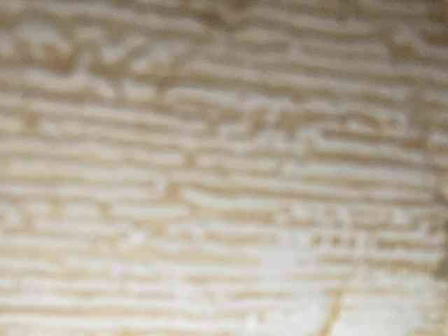 Rainie webcam