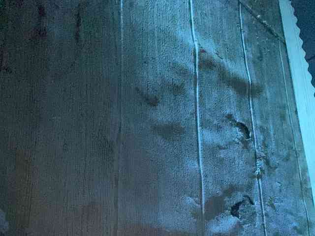 Rainie webcam