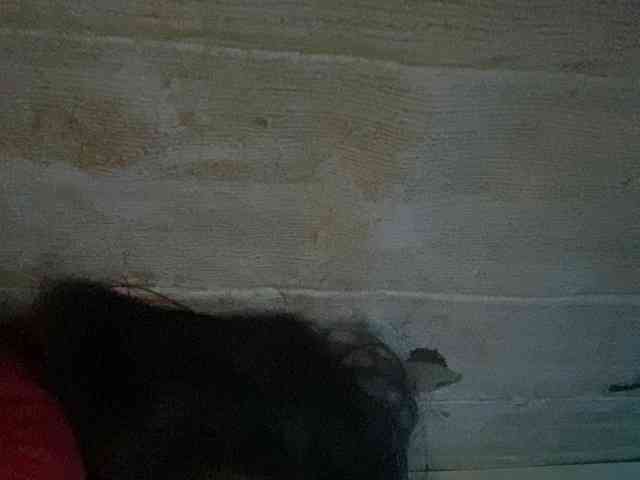 Rainie webcam
