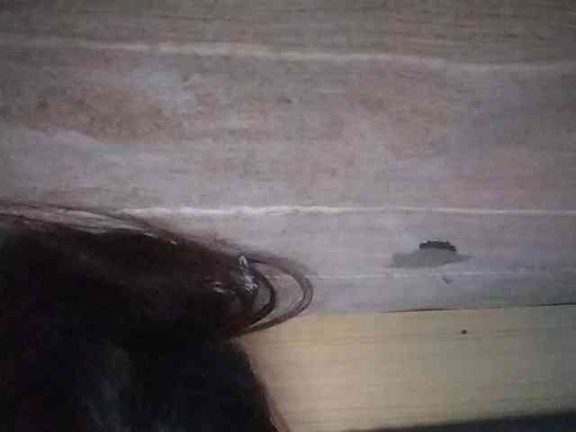 Rainie webcam