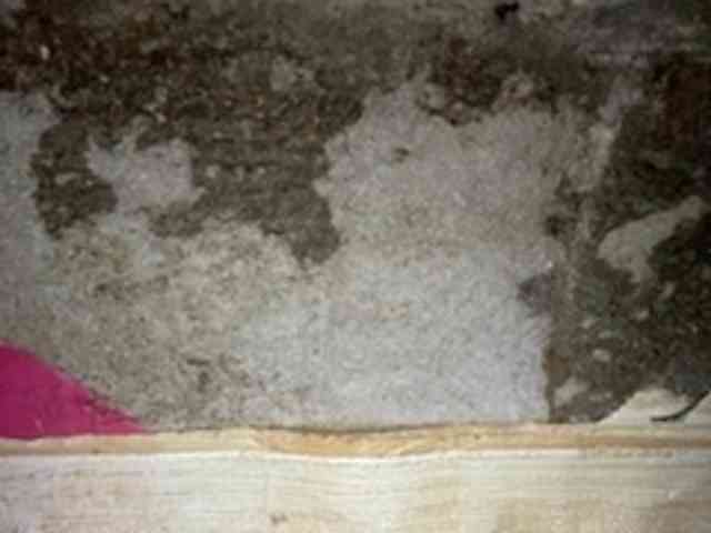 Rainie webcam