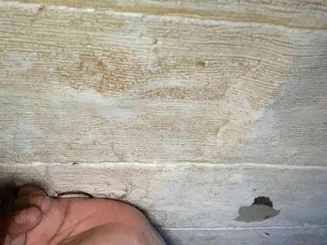 Rainie webcam