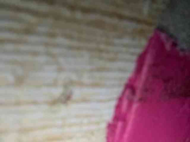 Rainie webcam