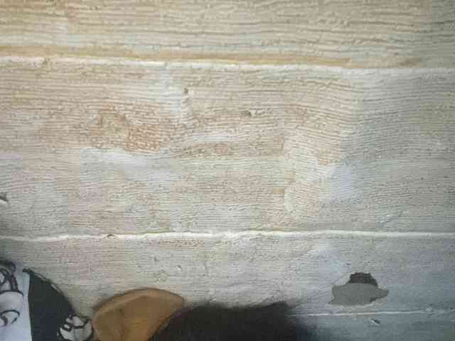 Rainie webcam