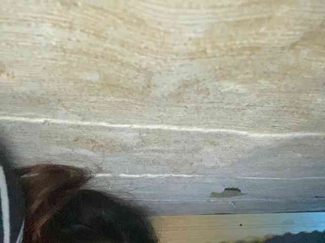Rainie webcam