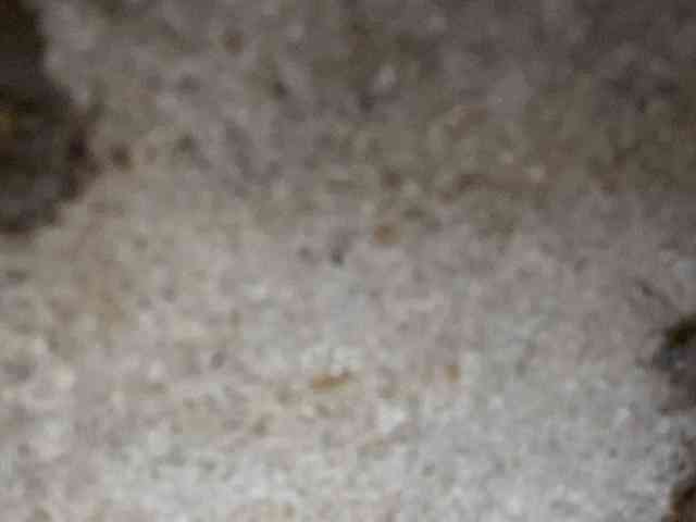 Rainie webcam