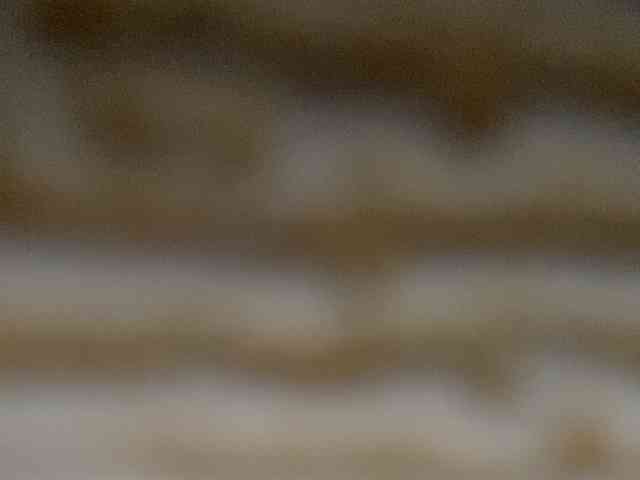 Rainie webcam
