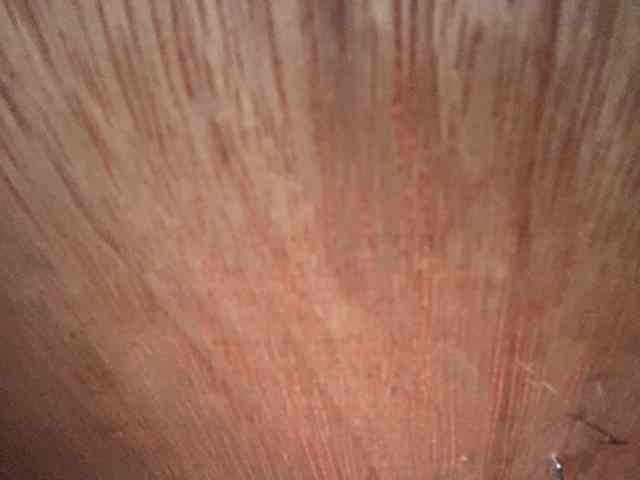 Rainie webcam