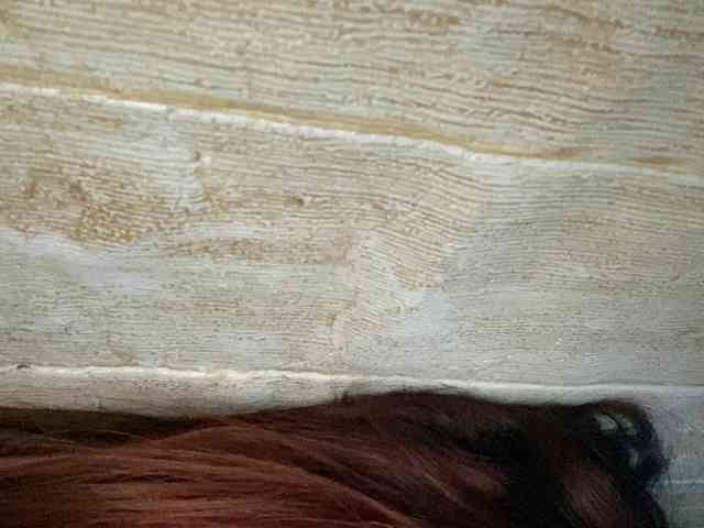Rainie webcam