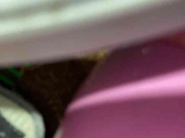 Rainie webcam