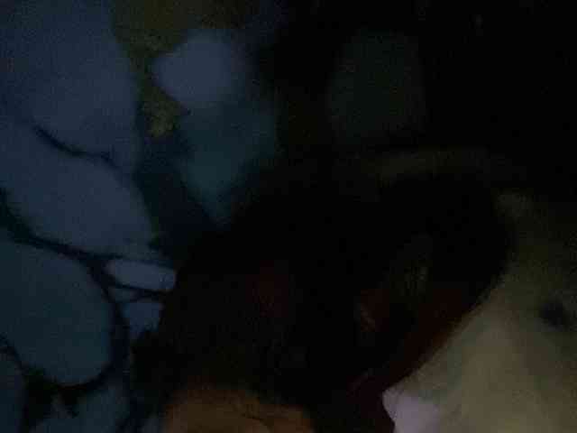 Rainie webcam