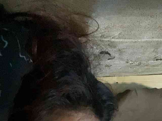 Rainie webcam